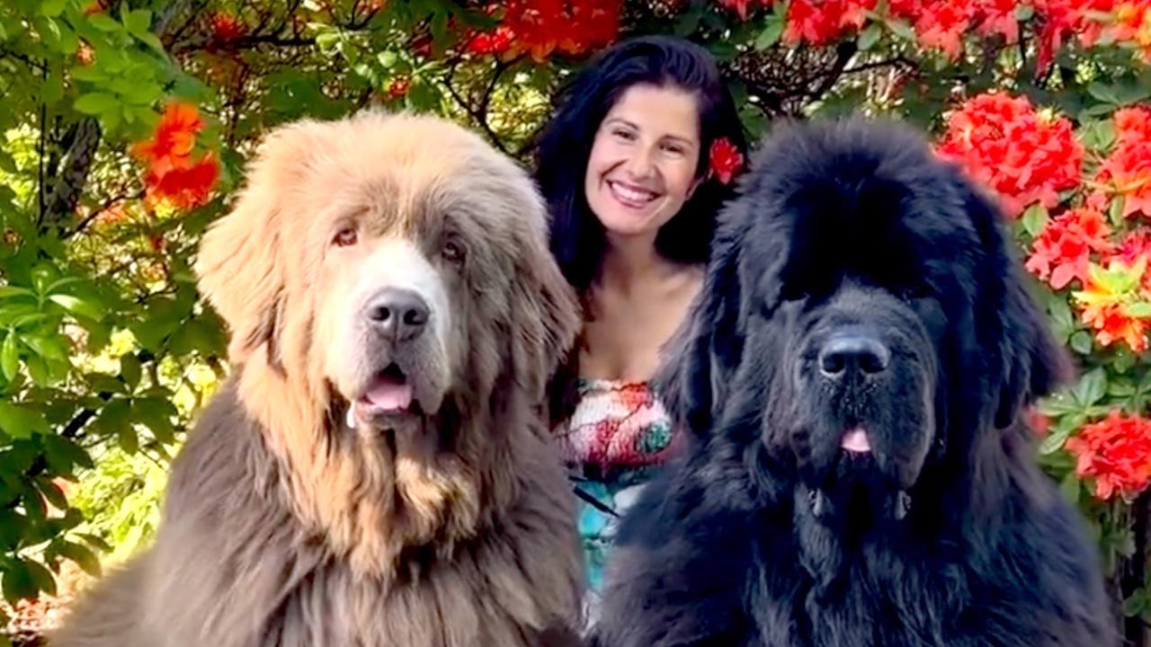 Introducing These Giant Newfoundlands Named Leo & Teddy!