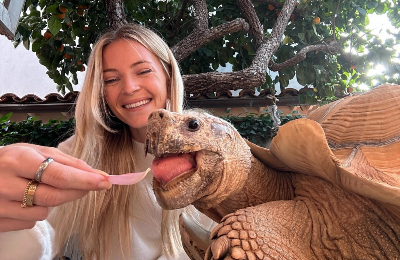 A 175-pound tortoise has managed to flee from the California wildfires