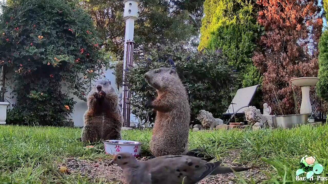 ☃️🥶❄️🛷☕︎ Winter Days & Beautiful Critter Fun! ☃️🥶❄️🛷☕︎ #Possums #Raccoons #Skunks #Squir