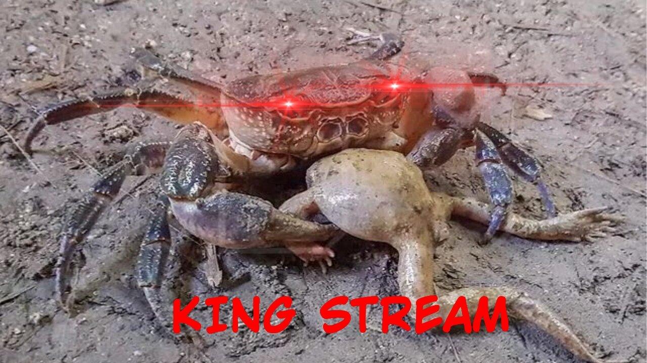 FALSE PROPHET FROG TONY CRASHOUT!!! BOTTOM FEEDERS RISE UP!!! - King Stream