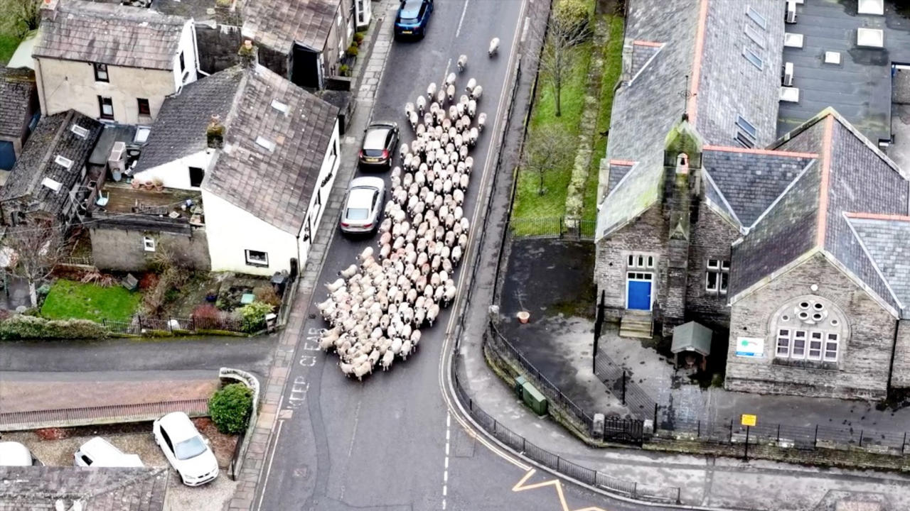 Must See! Hundreds of Sheep Charge Through Village Stopping Traffic and Grazing on Yards