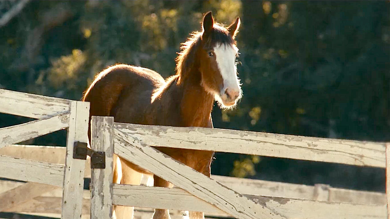 Budweiser 'Left Behind' Super Bowl 2025 Commercial Tease