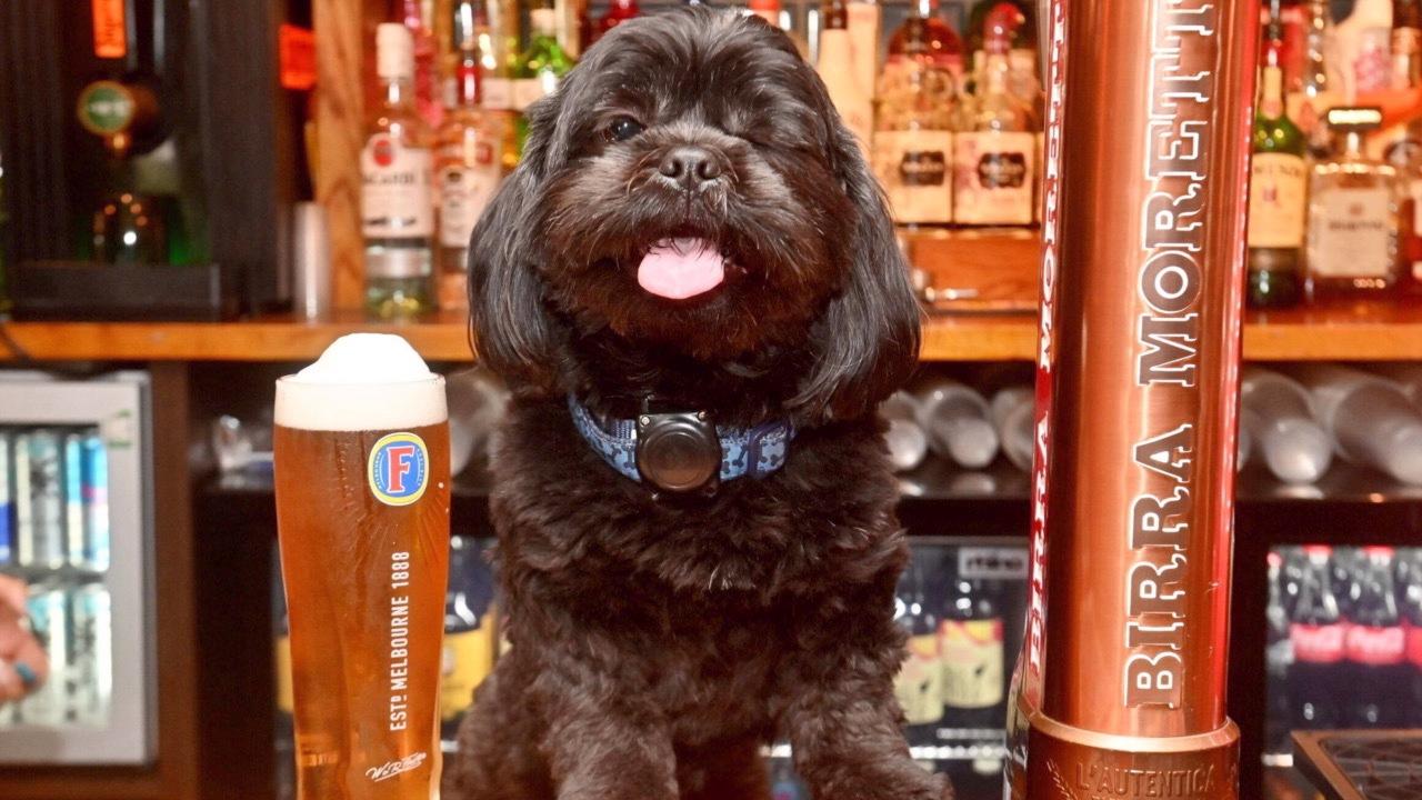 Orphaned Pup Becomes ‘Regular’ at Popular Pub