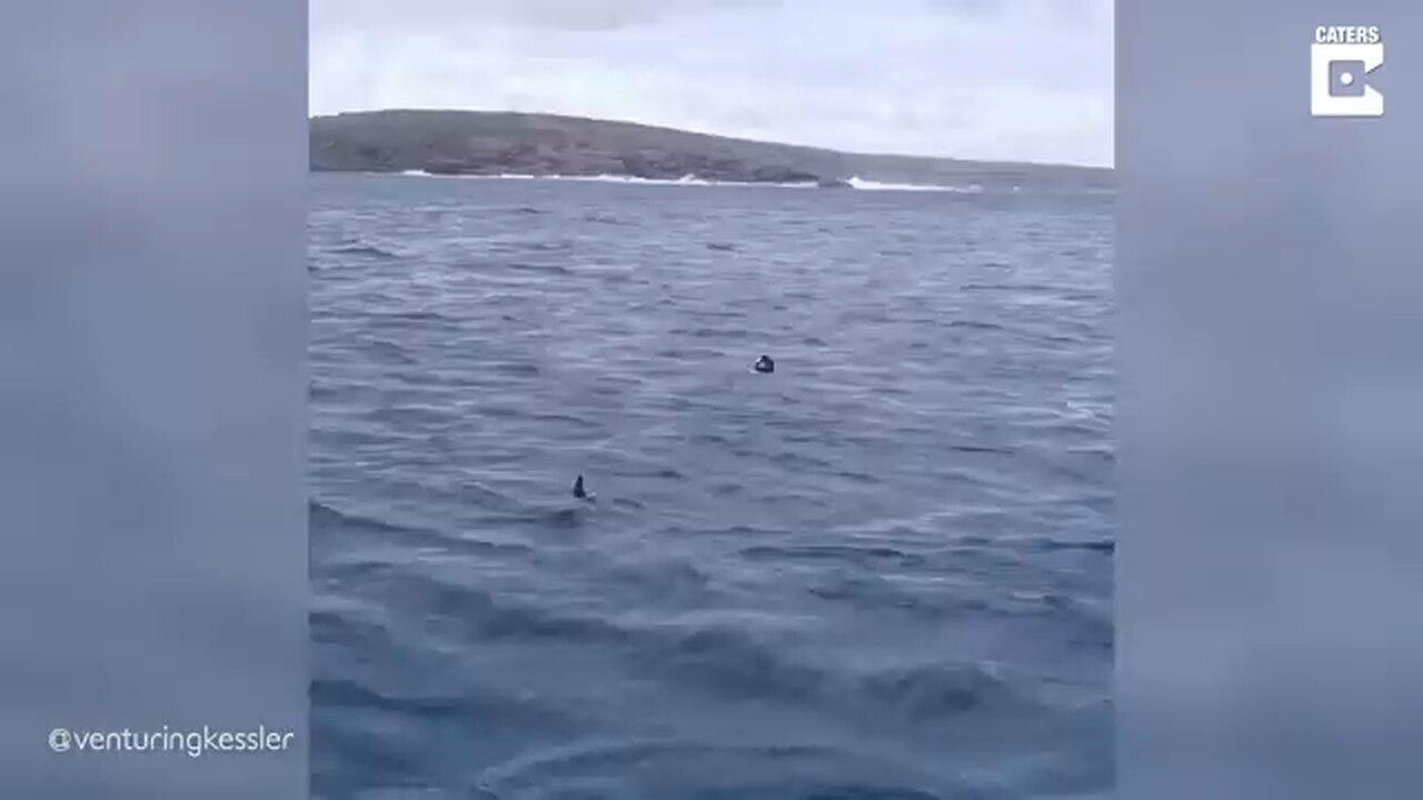 Shark snatches bird from water surface