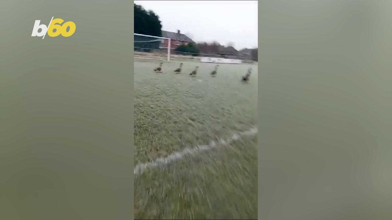 This Soccer Game Was Postponed on Account of Goose Poop