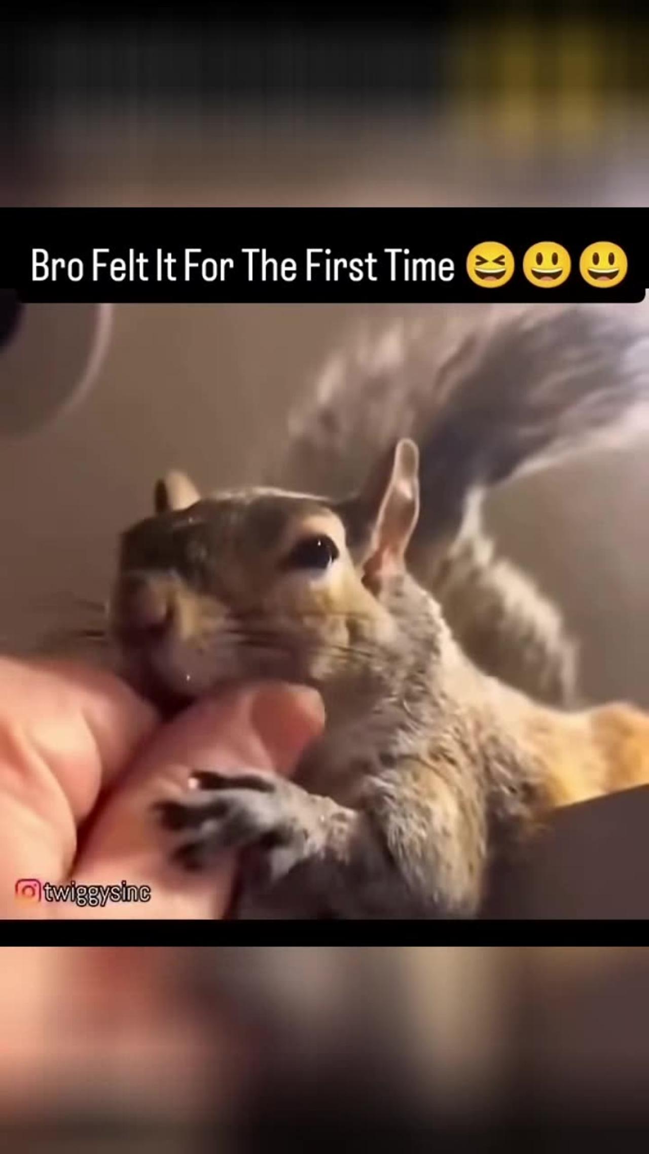 ❤️ Squirrel's Adorable Reaction