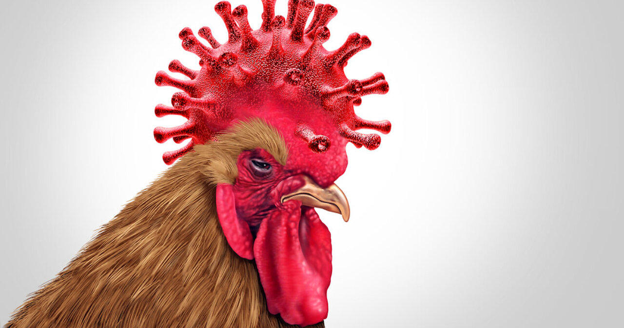 Bird Flu Bamboozle - It's Here BIG TIME