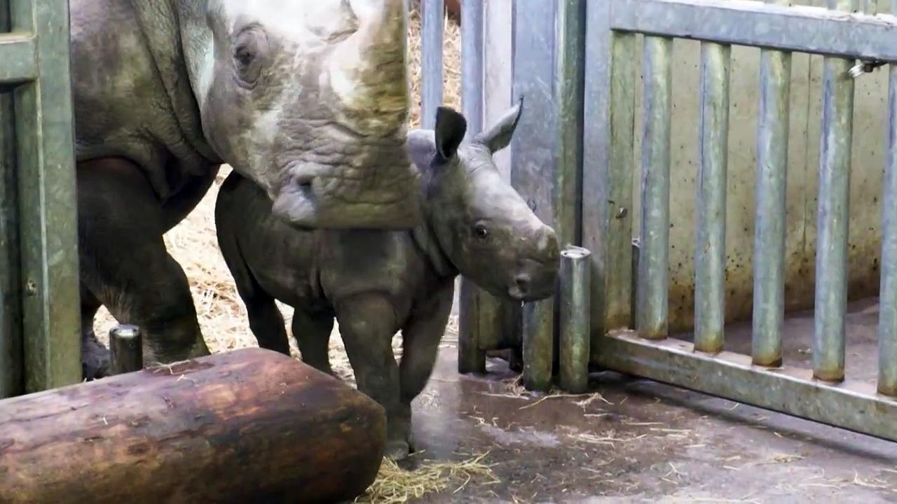 Belgian zoo unveils baby white rhino