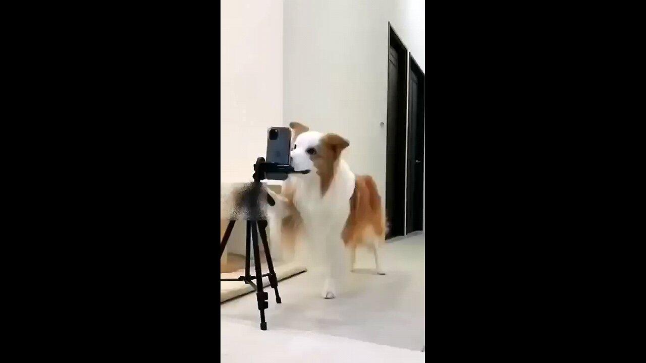 viral dog dance #huskydance#viral