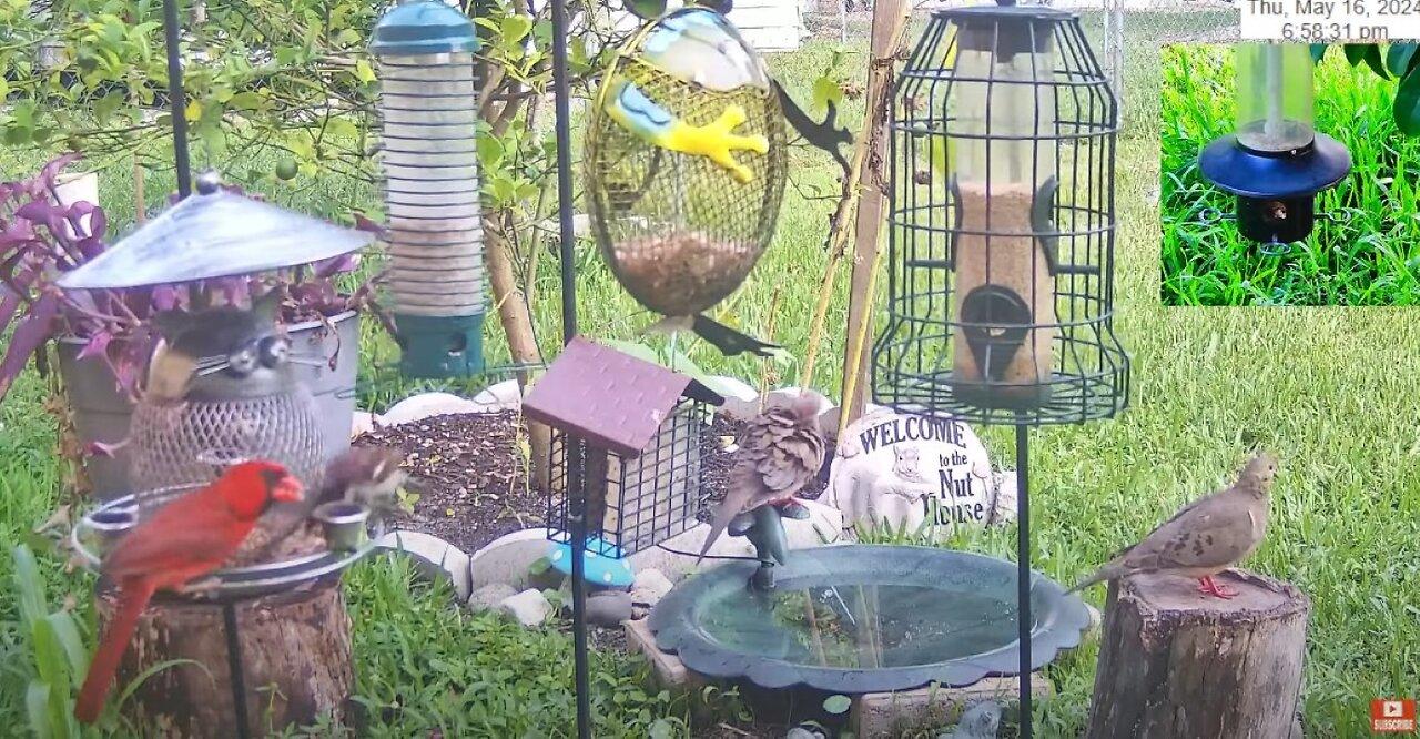 Florida Bird Bath/Feeder SWFL Live Camera HD