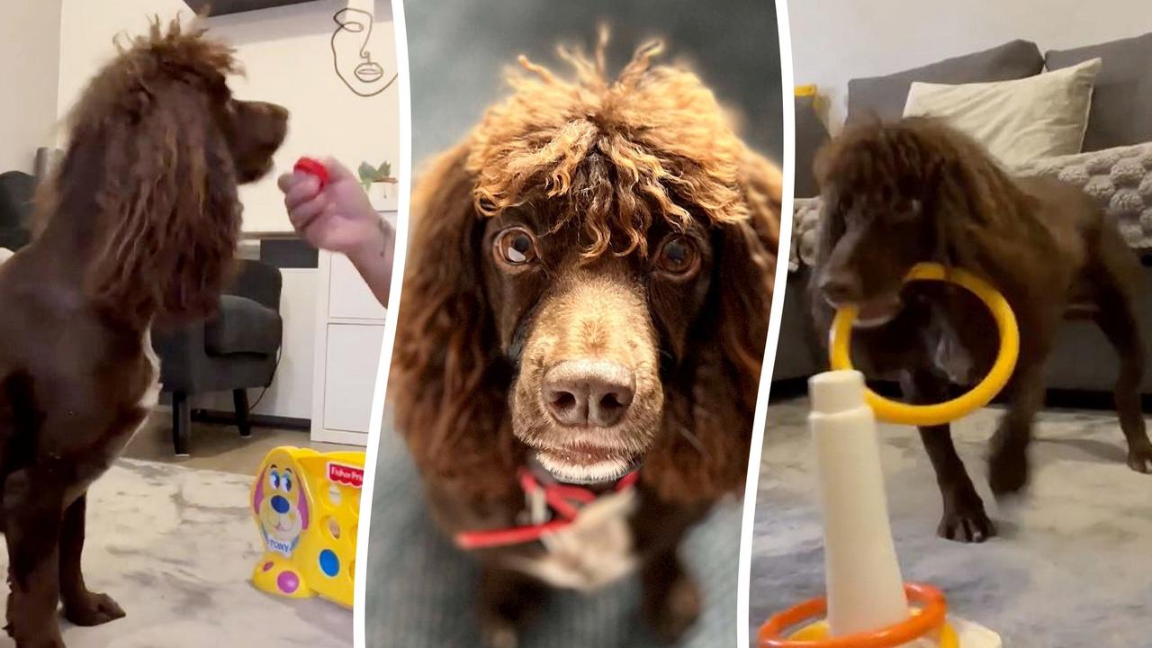 This Brainy Cocker Spaniel Might Be Britain’s Smartest Dog