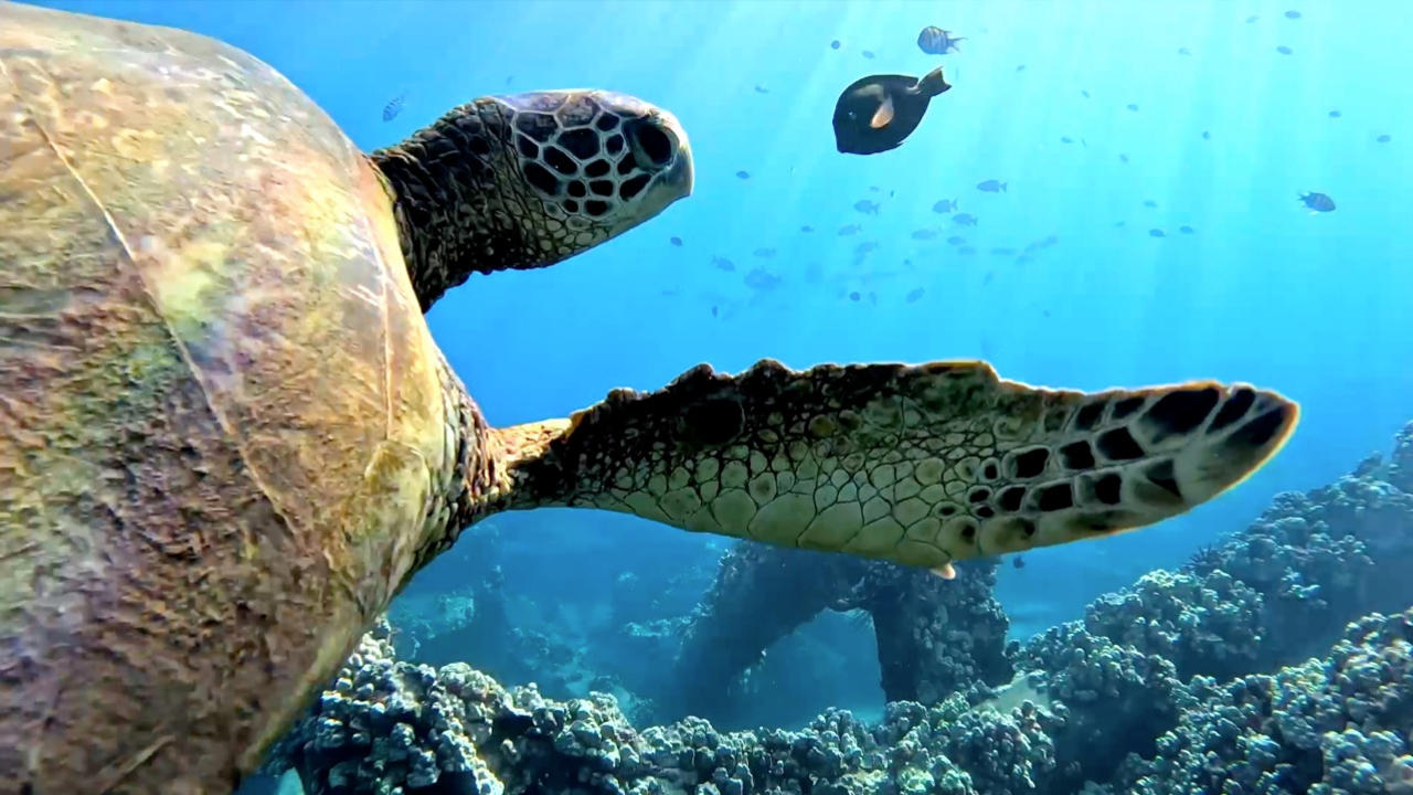 Must See! Divers Leave GoPro on the Ocean Floor Capturing Incredibly Rare Sights of Endangered Species and More