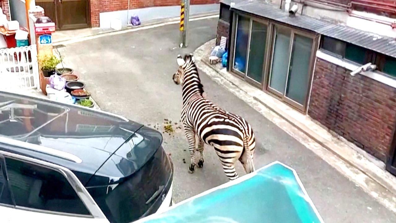 A Wild Zebra Chase Caught On Camera! You Have to See It To Believe It!