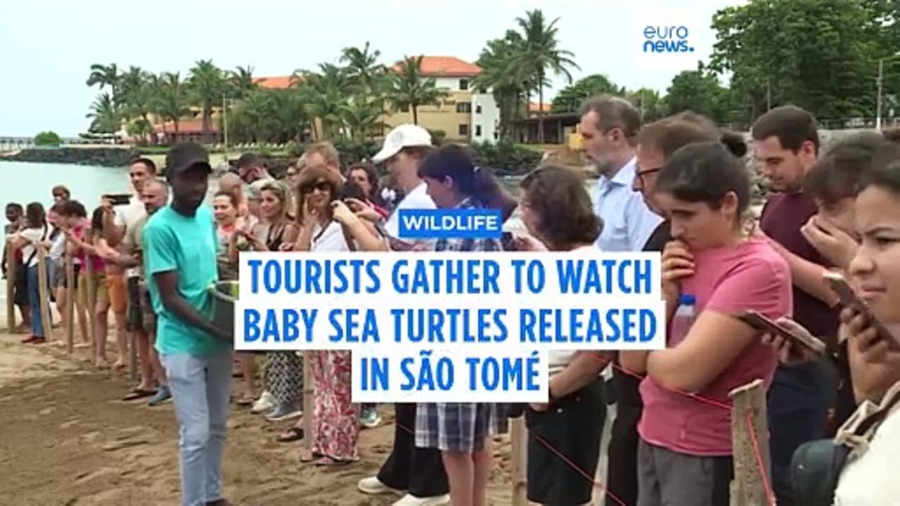 Tourists in São Tomé gather to watch release of 400 baby turtles into the sea