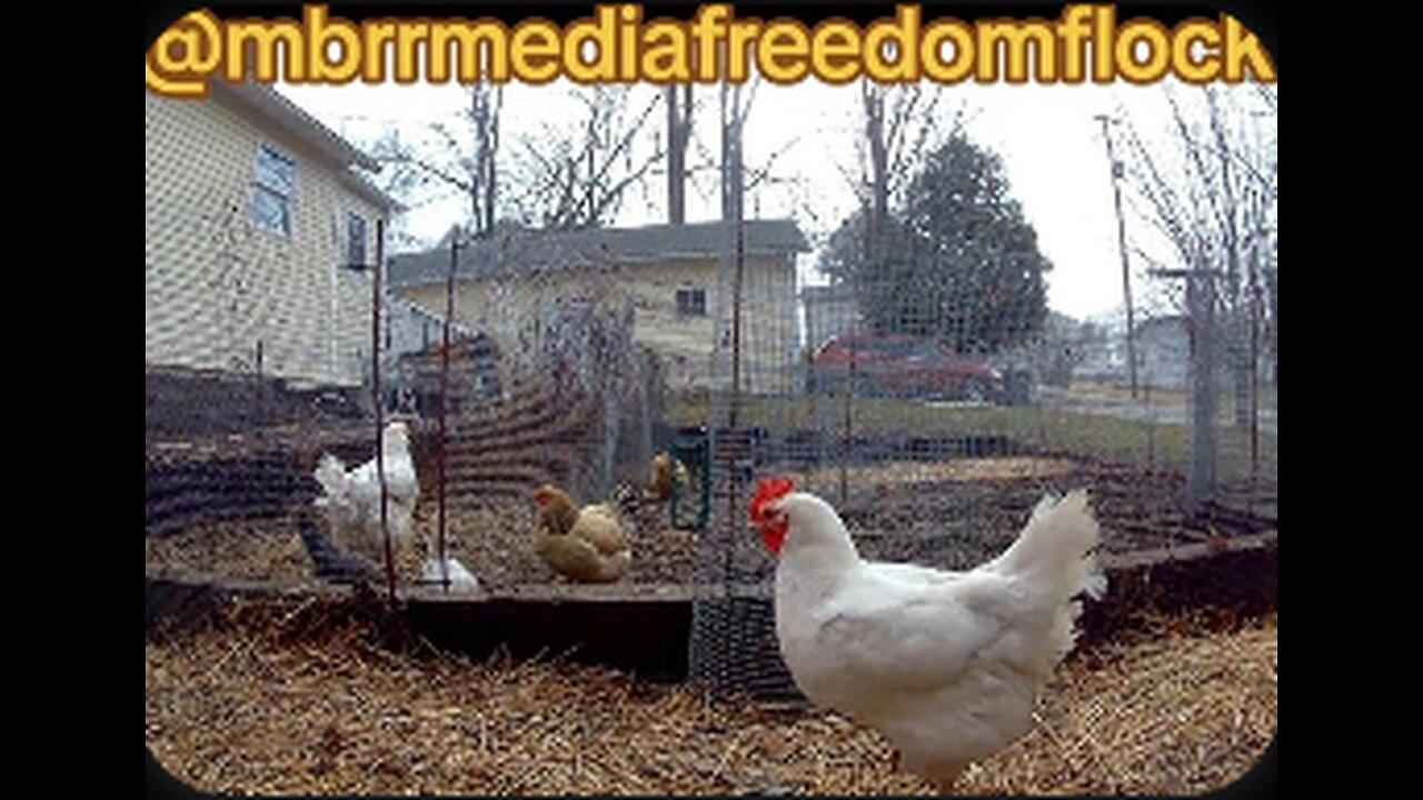 #FreedomFlock Coop Cam Monday Stream!