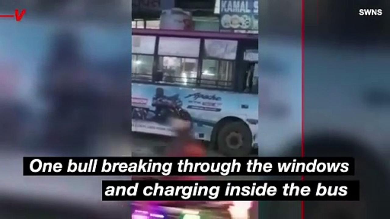 Terrified Passengers Flee as Two Bulls Rampage Inside Bus in India