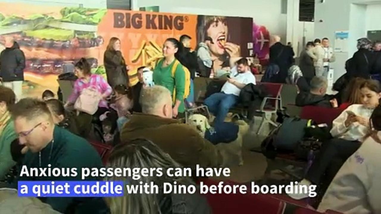 'Zen dog' Dino helps nervous flyers at Skopje airport