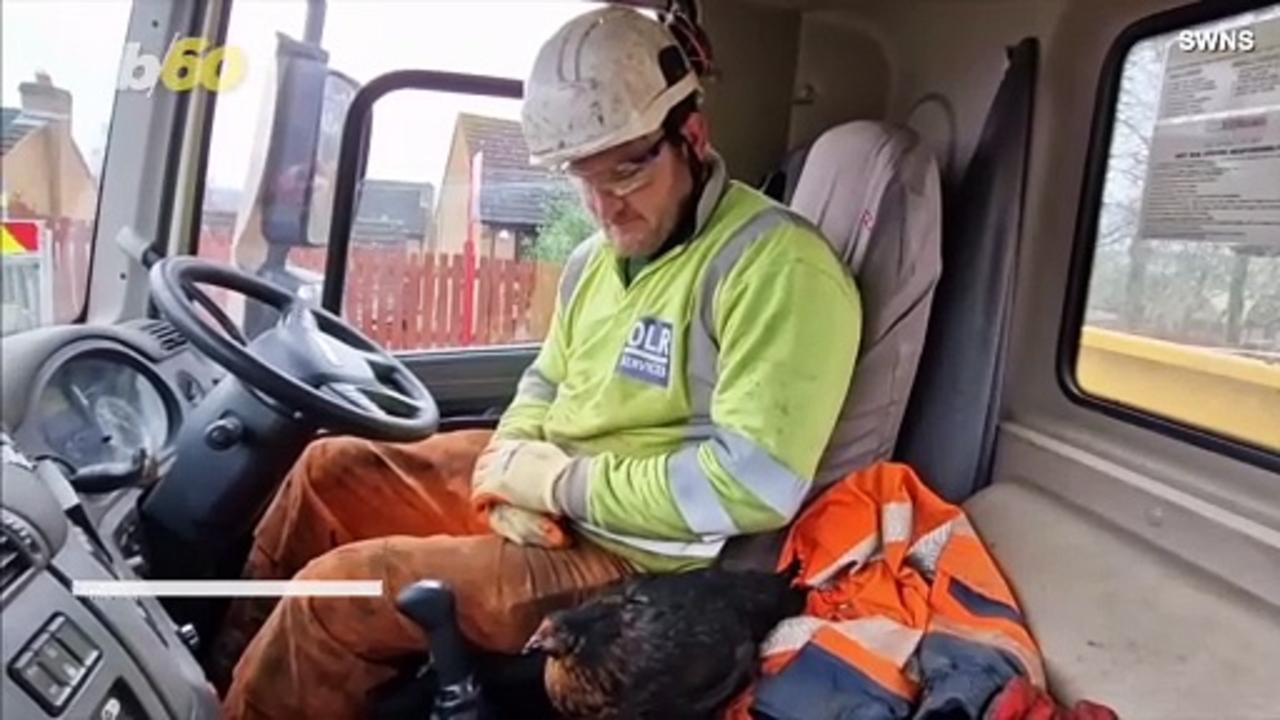 Stowaway Chicken Survives 25-Mile Ride on the Back of a Truck