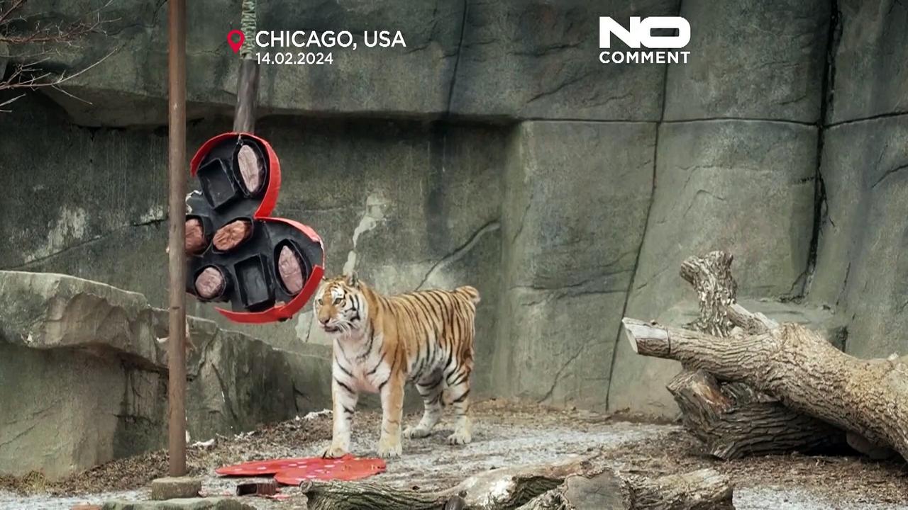 Chicago zoo gives its cherished animals Valentine's Day treats