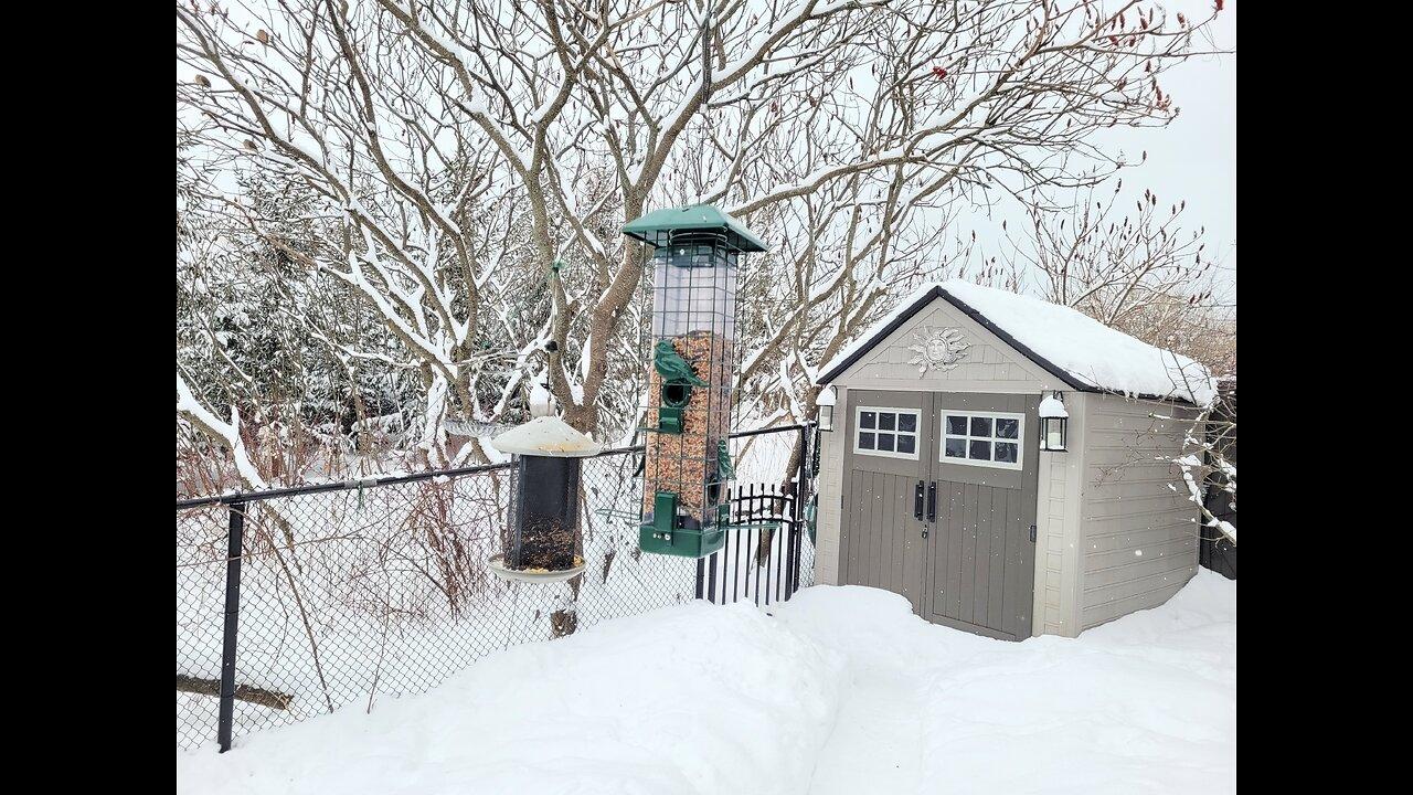 🔴 Live Cam Bird Feeder - Snowy Winter Countryside Backyard Birds and Squirrels watch Canada