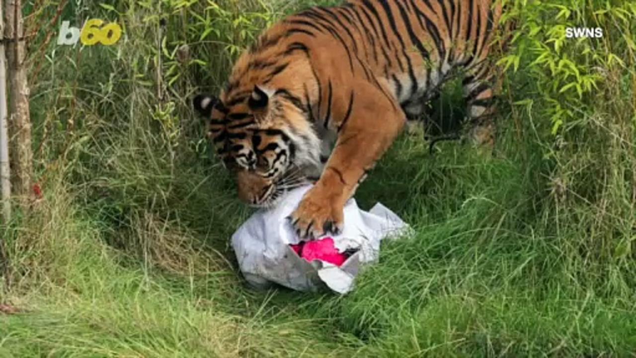 These Heroes Are Helping This Amazing Tiger Cub Walk for the First Time!