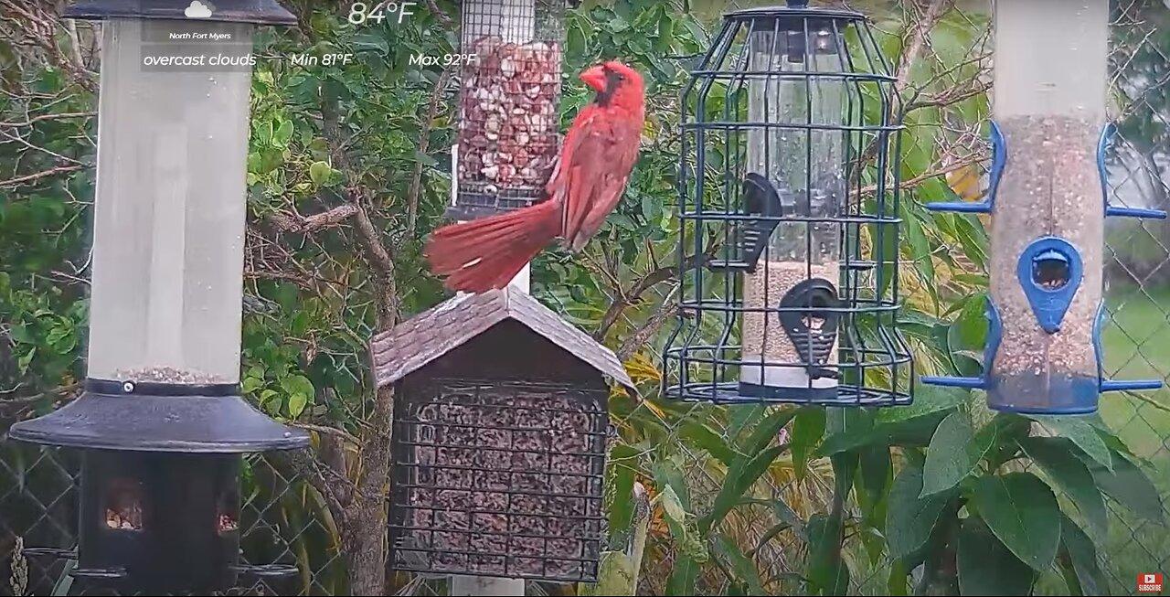 Florida Bird Bath / Feeder SWFL Live Camera HD