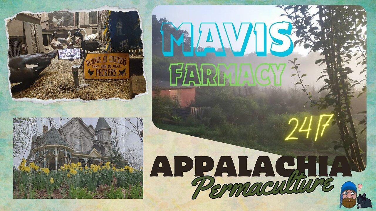24/7 Life on Doc's Farm :  🎵 🐓🦆🐝🐇🐖: Appalachian Life