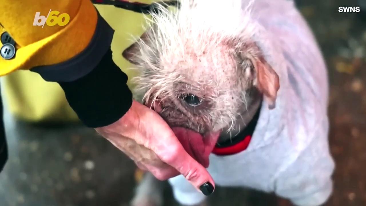 Peggy ‘Britain’s Ugliest Dog’ and Deadpool Star Takes Home Top Prize at the Fido Awards