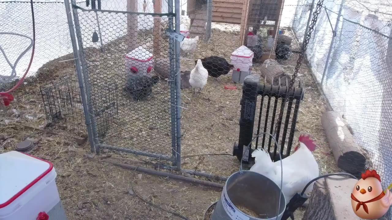 Chicken Live Stream