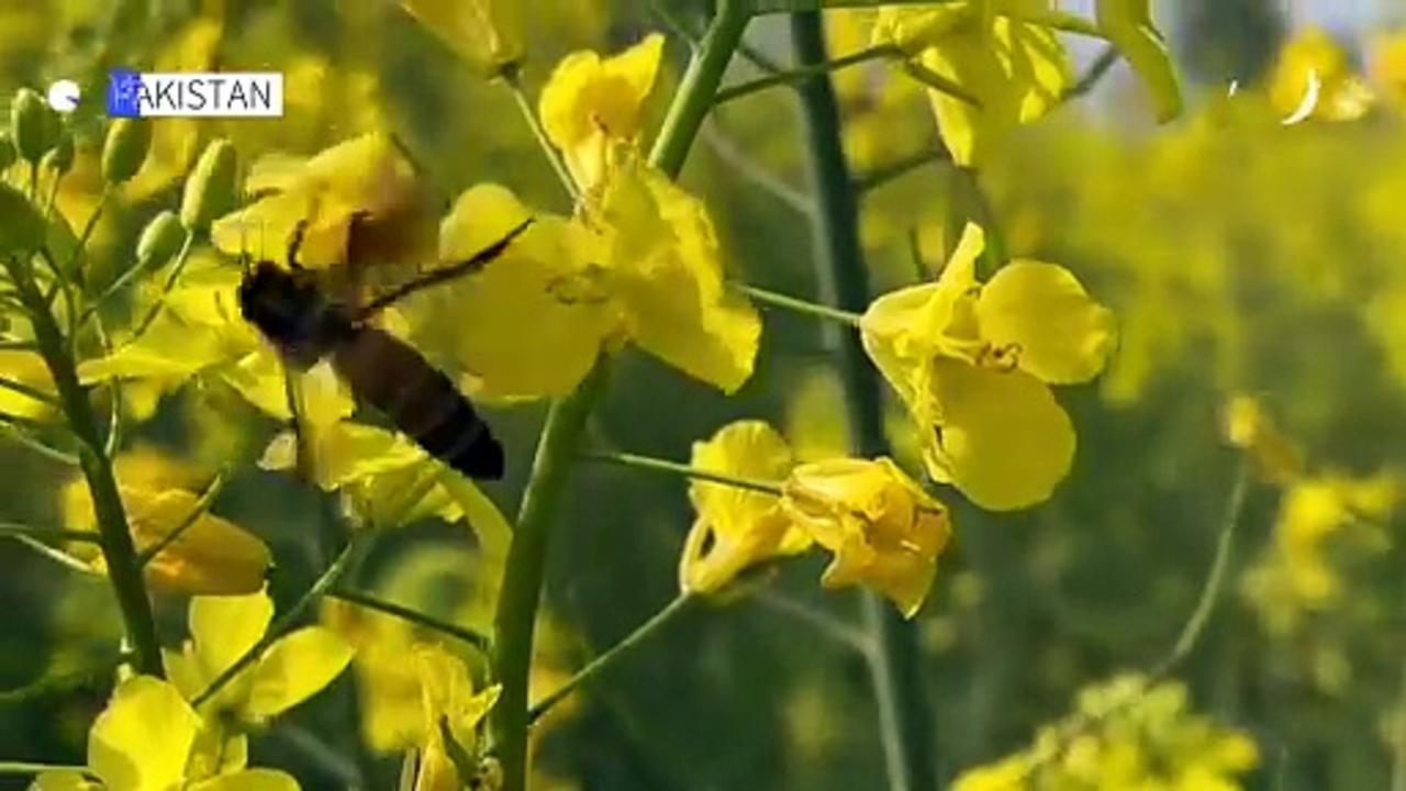 Pakistan beekeepers struggle amid climate change and pollution