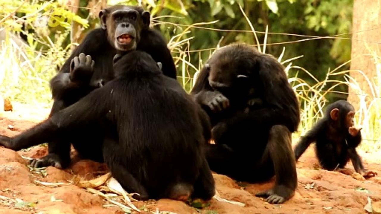 Chimps and Babies Are Very Similar In The Way They Communicate