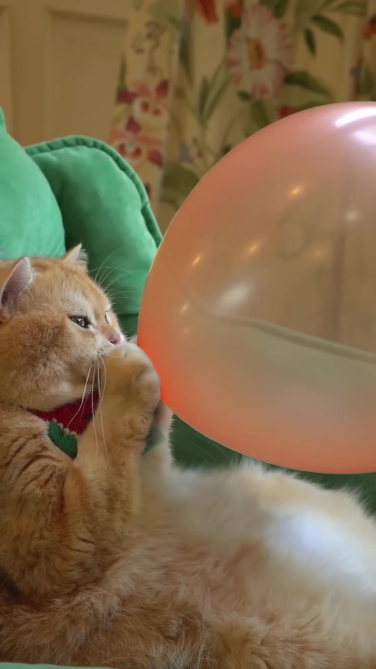 cat funny video