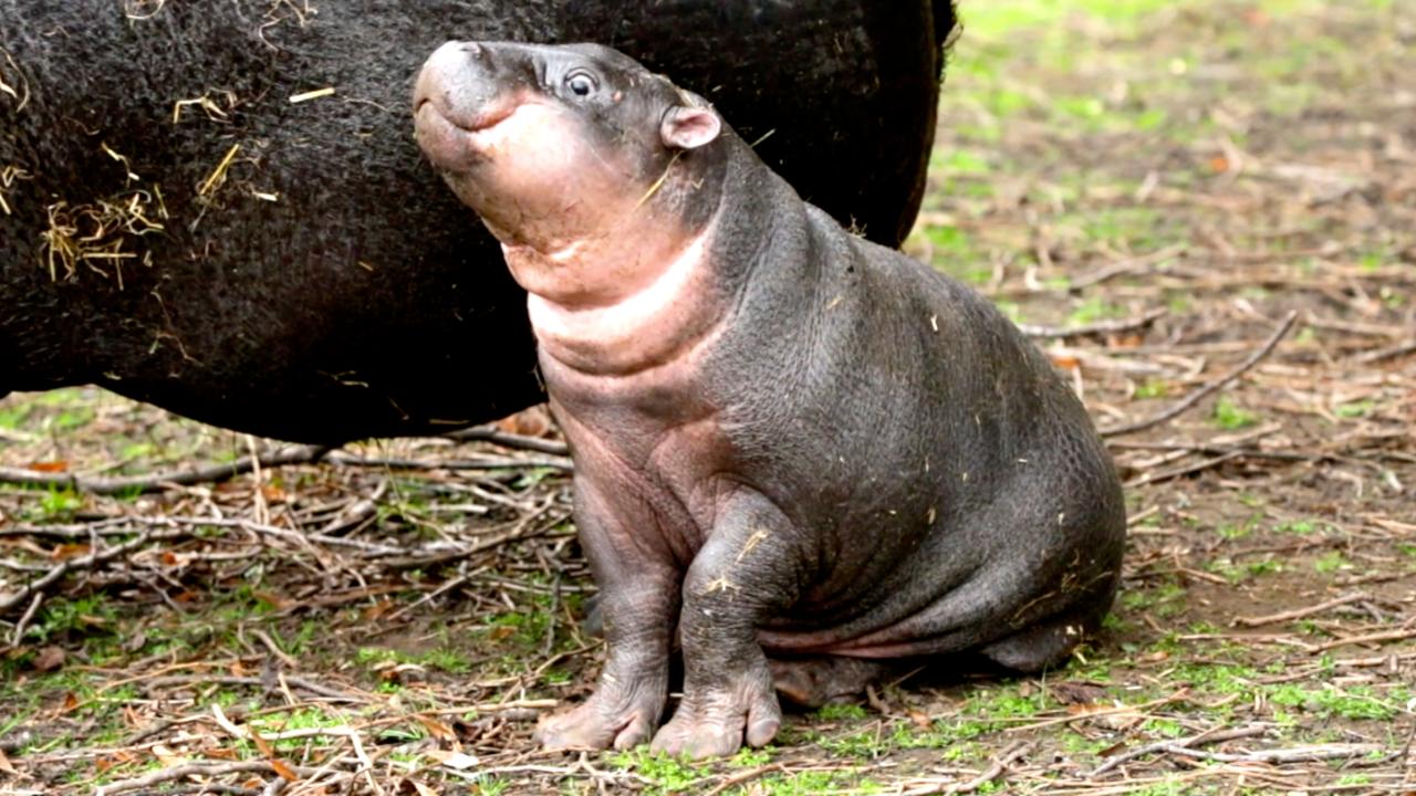 Meet Haggis! The Baby Pygmy Hippo Recently Born - One News Page VIDEO