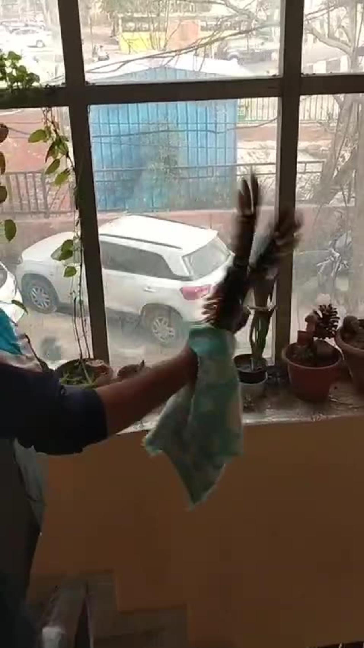 #Hawk attacked by group of crows
