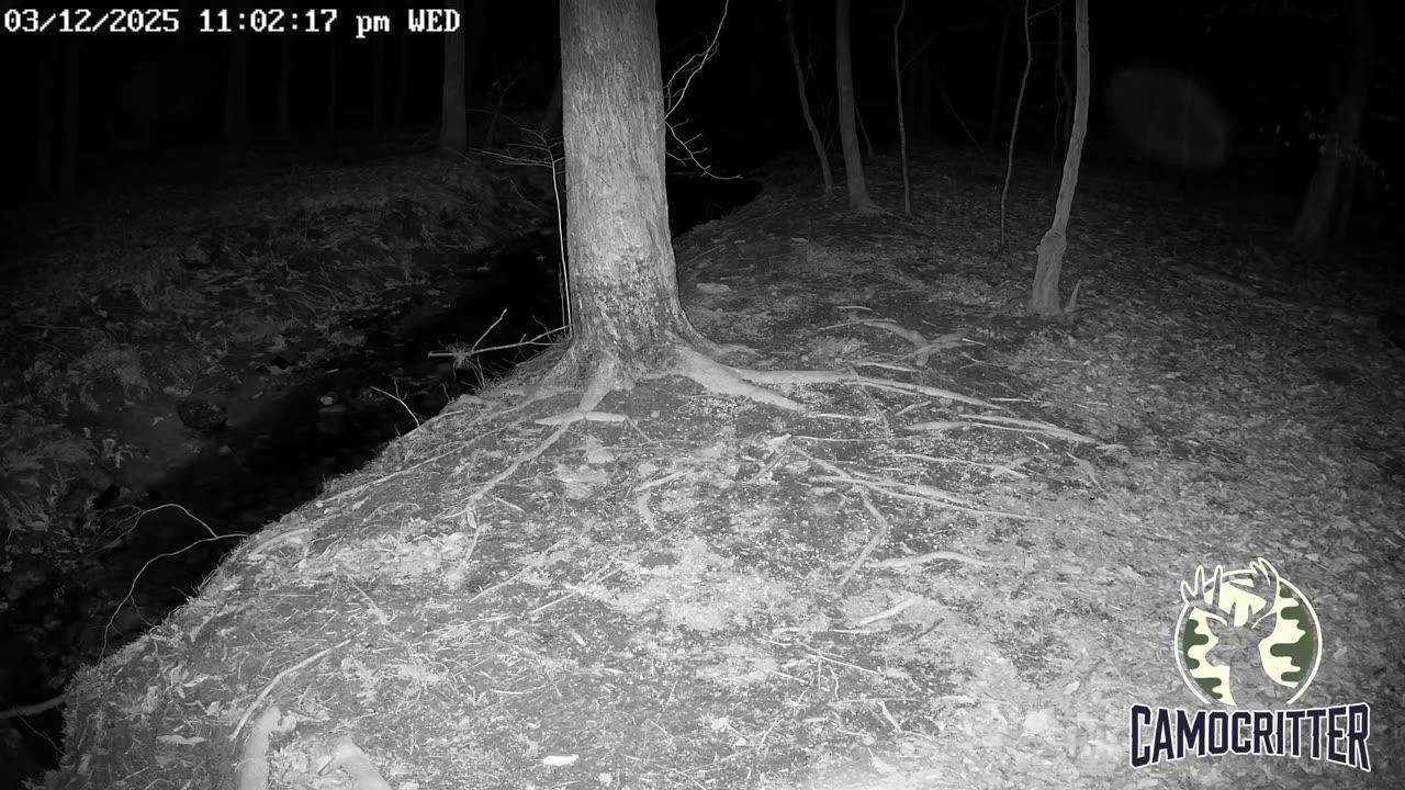 CamoCritter Critter Cam Live Stream