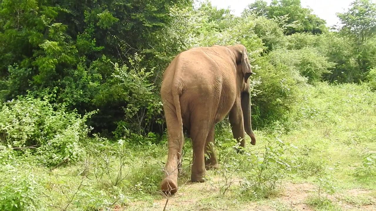 Wild Elephant