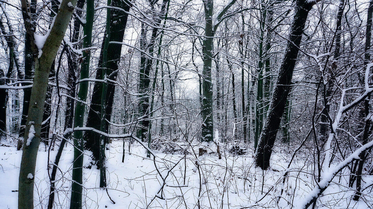 Enchanting Winter Forest ❄️ Snowy Woods & Soothing Birdsong | Relaxing Nature Sounds