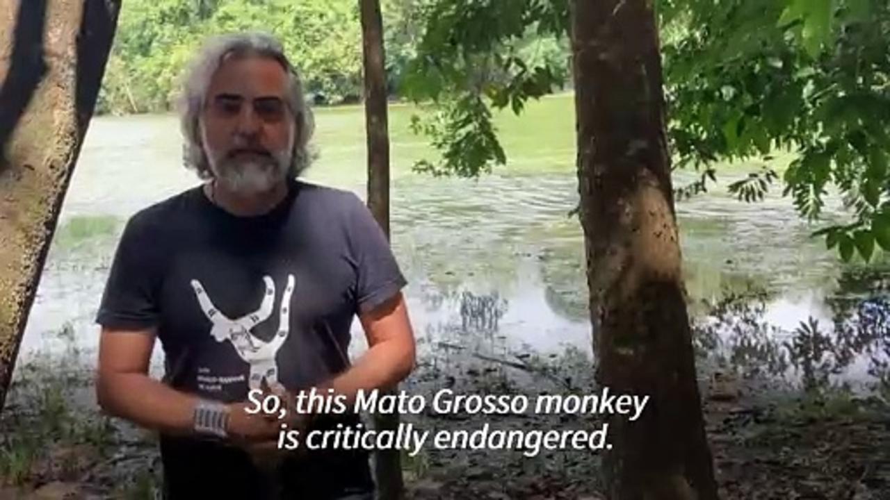 The race to save the Amazon's bushy-bearded monkeys