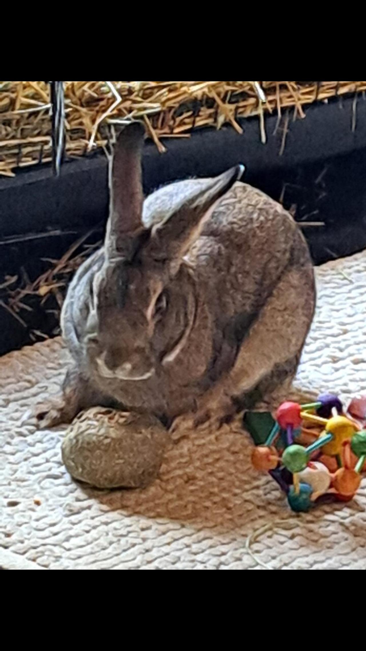 My third rescue Trix