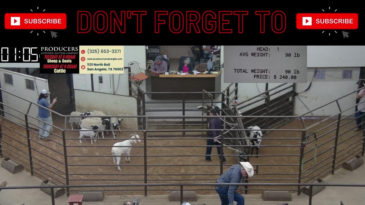4/1/2025 - Sheep & Goat Auction - Producers Livestock Auction Company