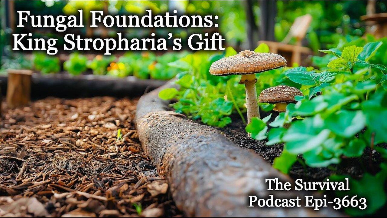 Fungal Foundations: King Stropharia’s Gift - 3663