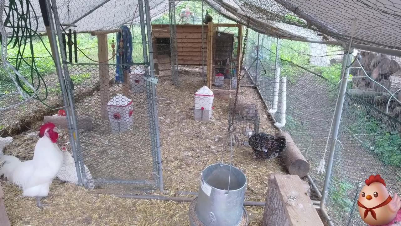 Chicken Live Stream