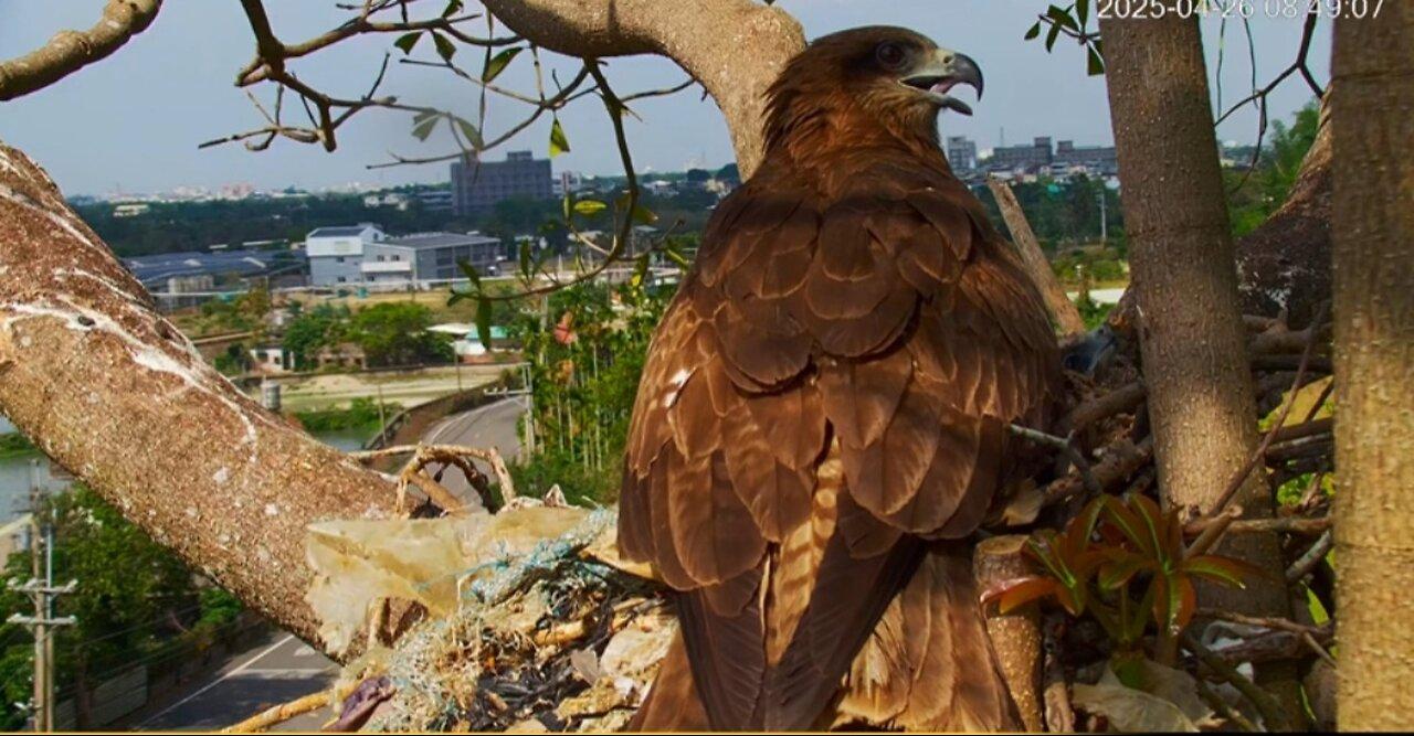 2025 Pingtung Black Kite Nest Live Stream Black Kite Breeding Observation