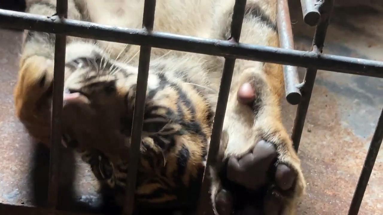 Rare birth boosts hope for endangered Sumatran tiger