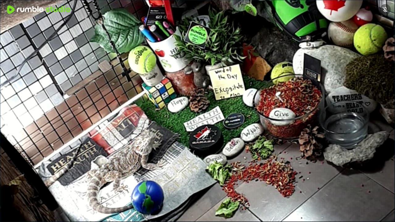 🔴LiveStream2025🔴05-01🍁🐉 Bearded🐲Dragons Day 32🔴 🍏Healthy4Life🐉 Mascots 🍎🐲 Meet Kobe & Health