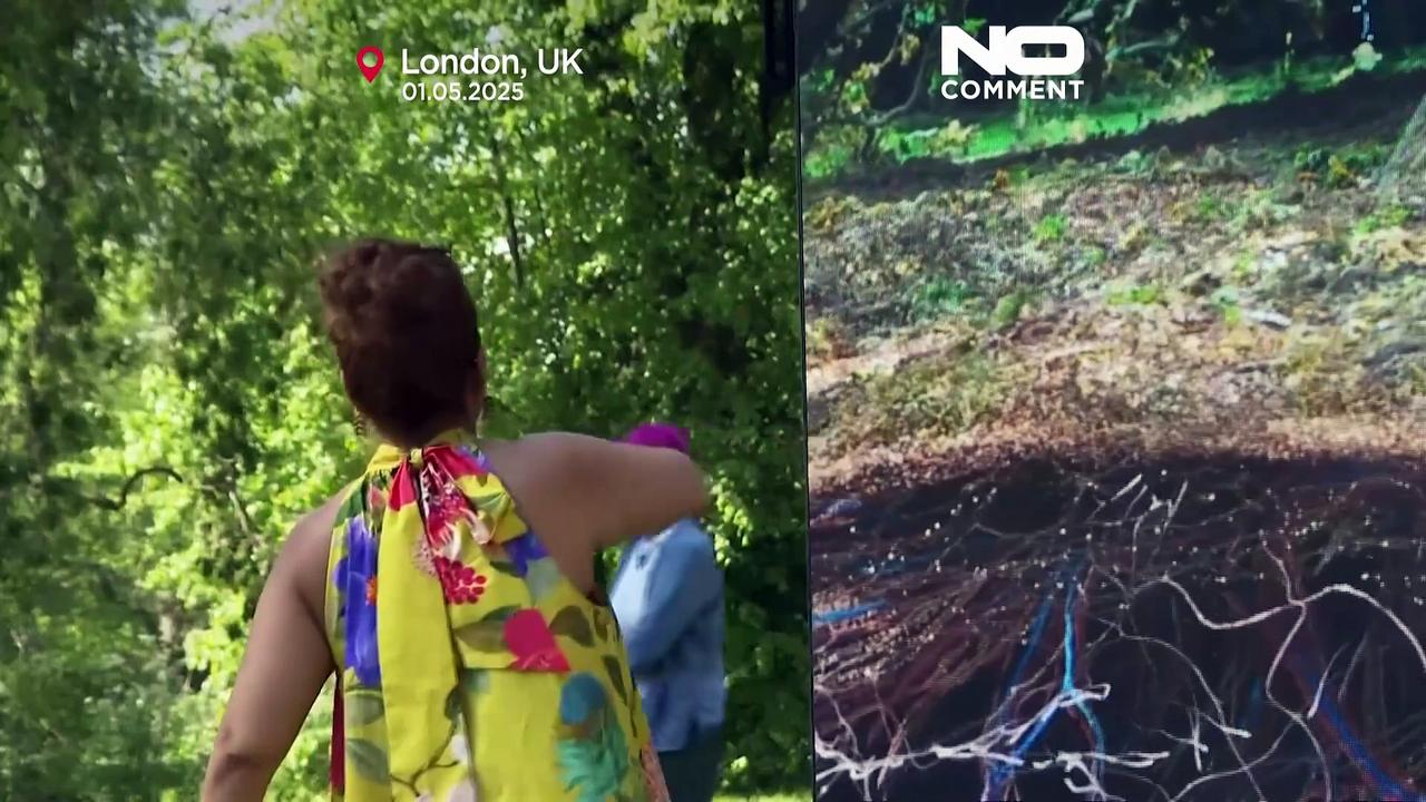 Kew Gardens’ historic oak reimagined as digital artwork