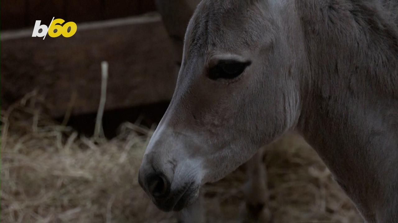 A Rare Donkey Species Is Showing a Glimpse of Survival!