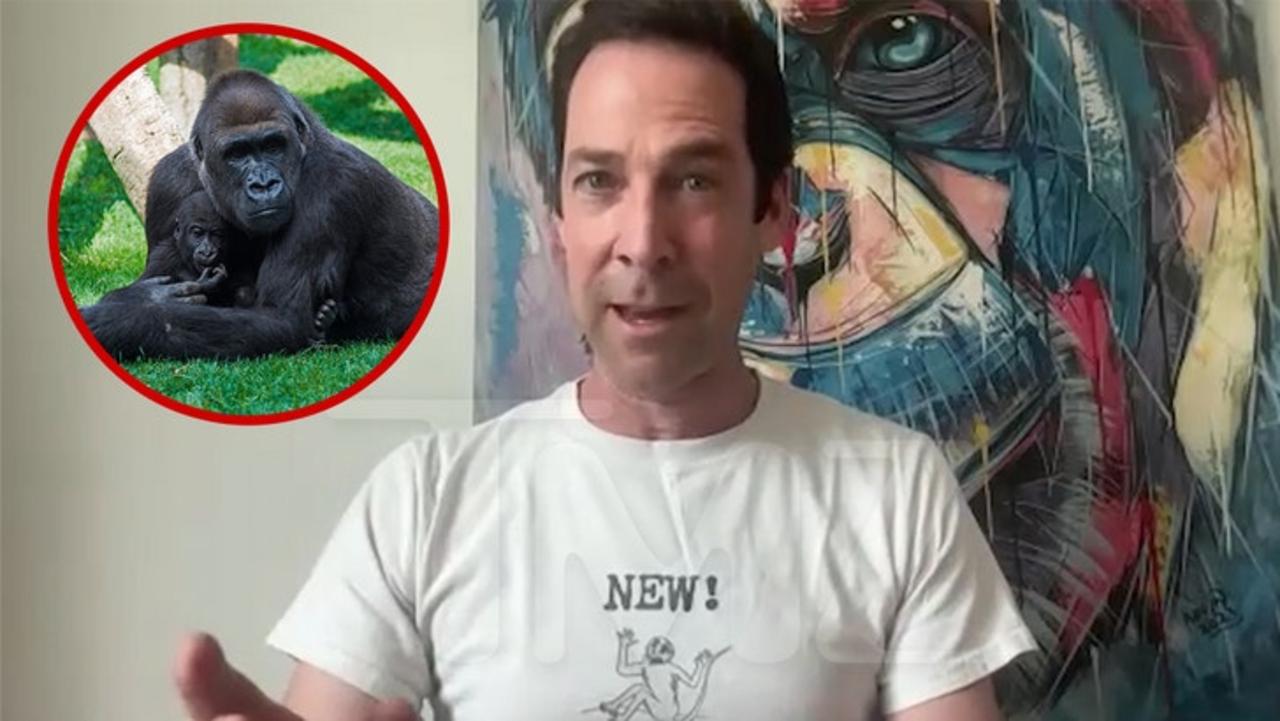 Top Primatologist Explains Why 100 Men vs 1 Gorilla Fight Wouldn't Happen