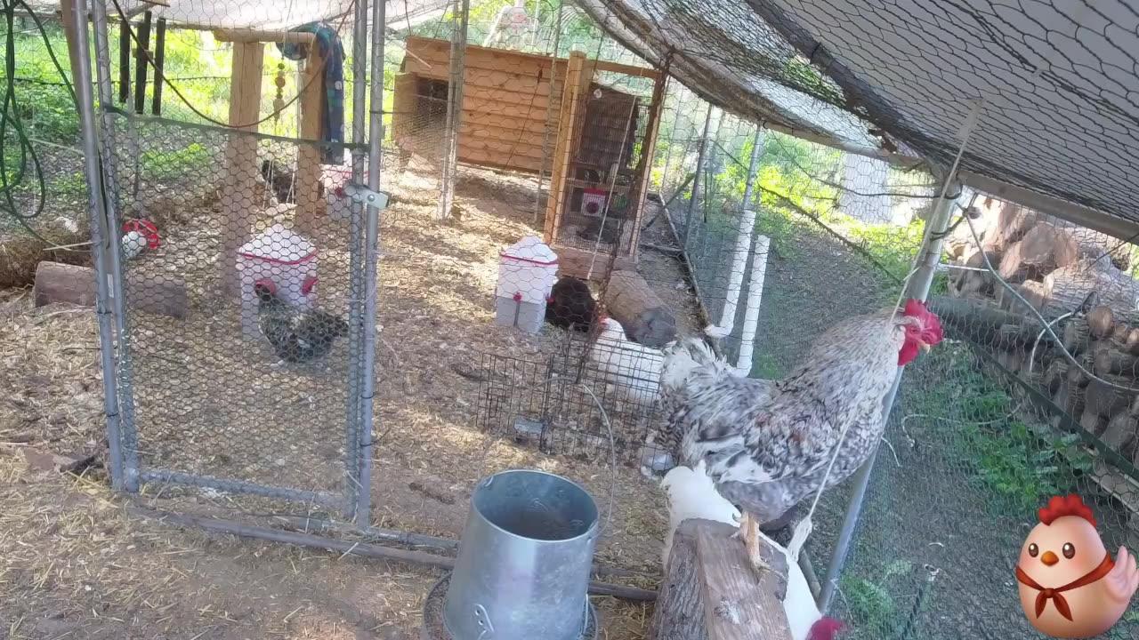 Chicken Live Stream