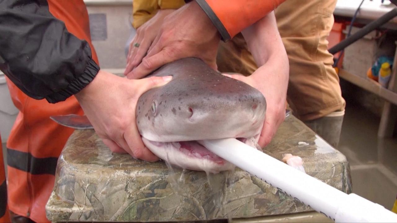 Fighting To Protect Sharks in San Francisco Bay Is What This PhD Student Does Best